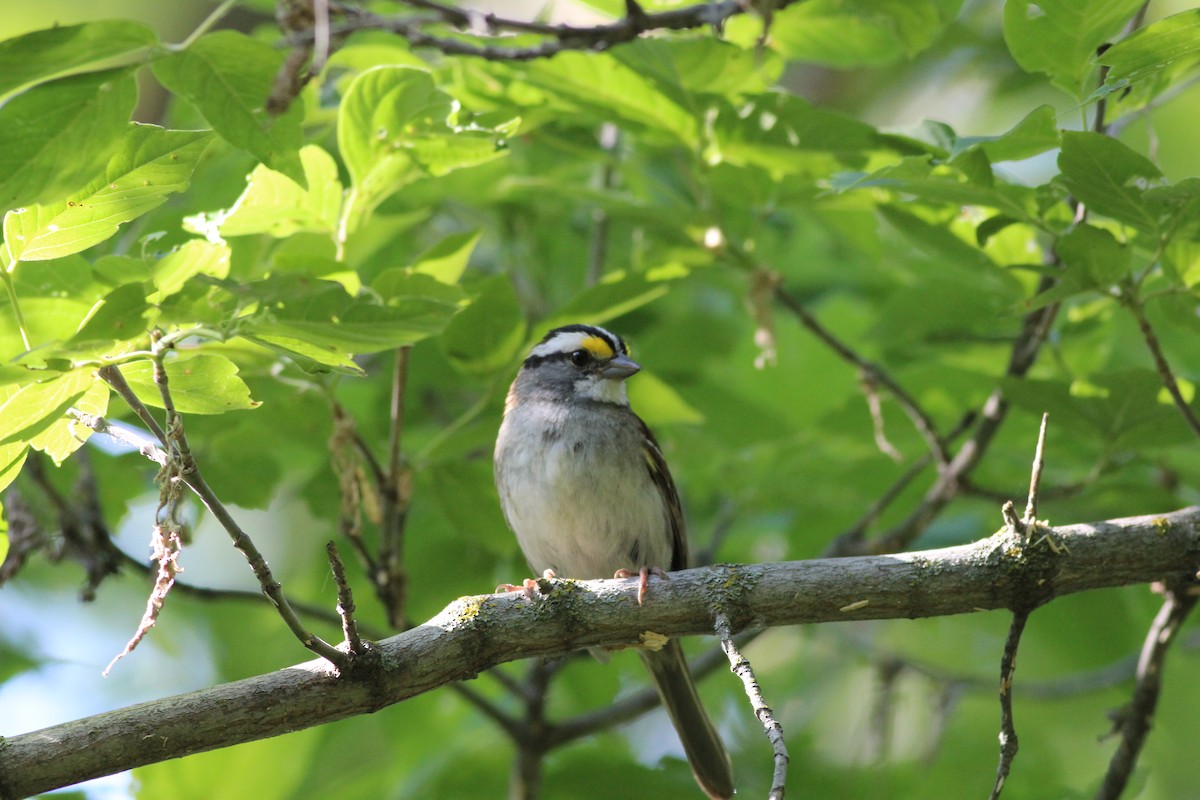 White-throated Sparrow - ML638428151