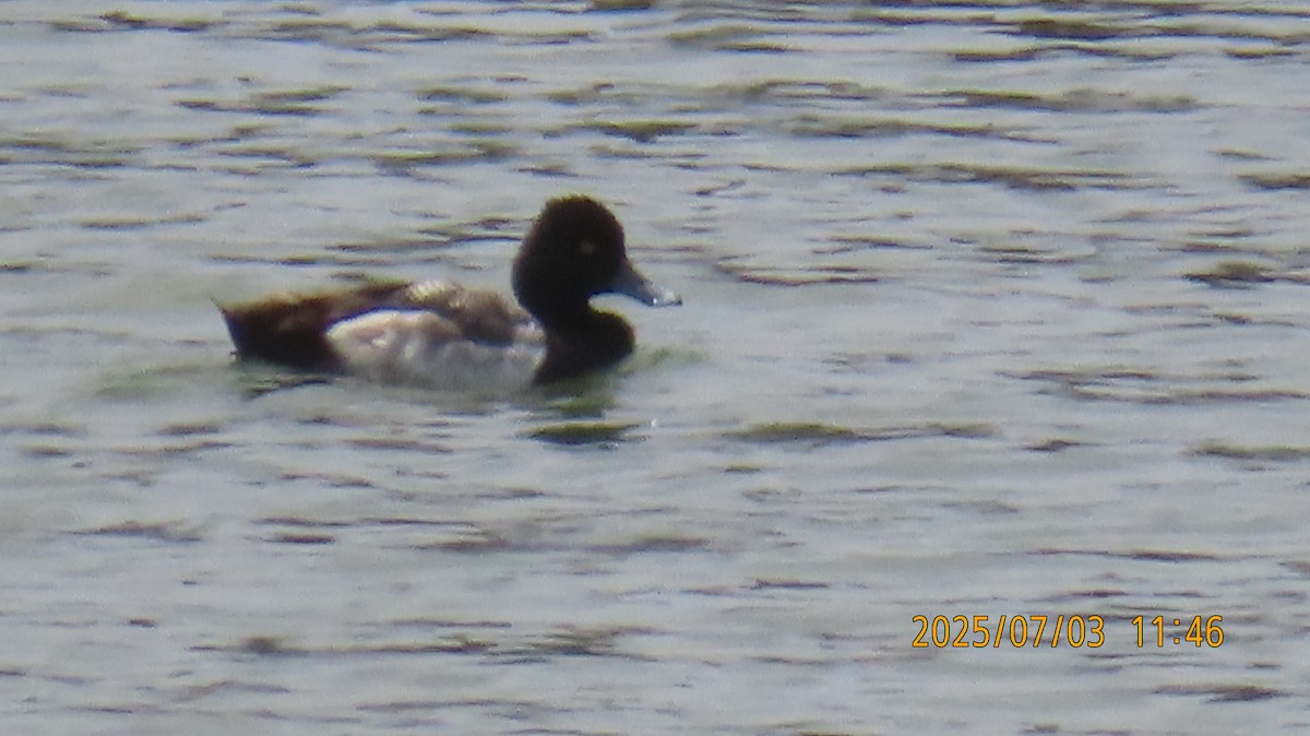 Lesser Scaup - ML638428153