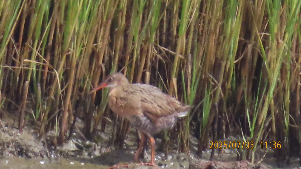 Ridgway's Rail (San Francisco Bay) - ML638428160