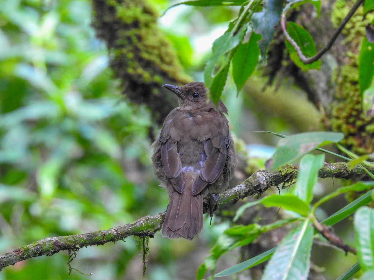 ミヤマクロウタドリ - ML638428165