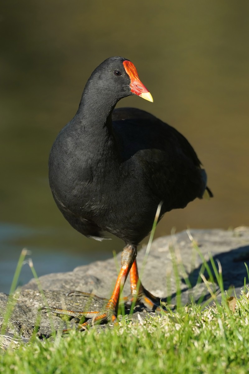 Dusky Moorhen - ML638428178