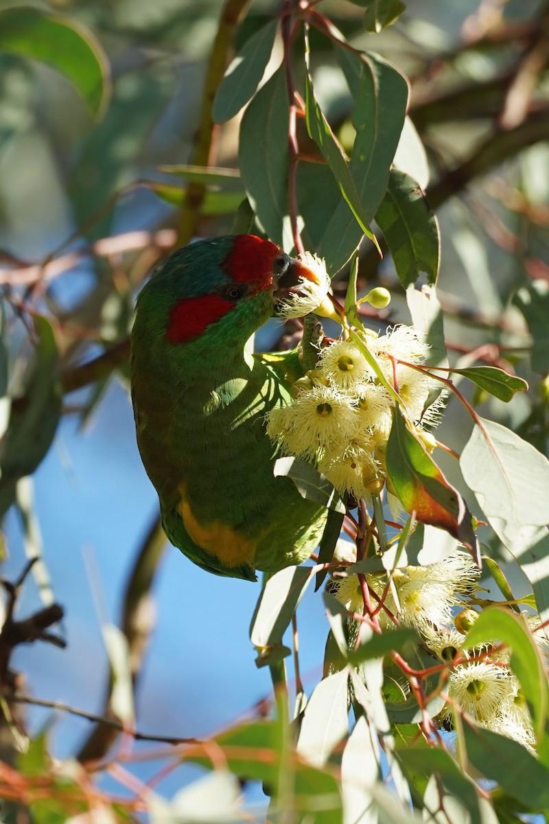 Musk Lorikeet - ML638428181