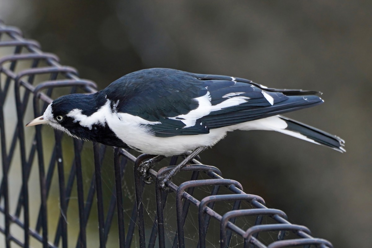 Magpie-lark - ML638428184