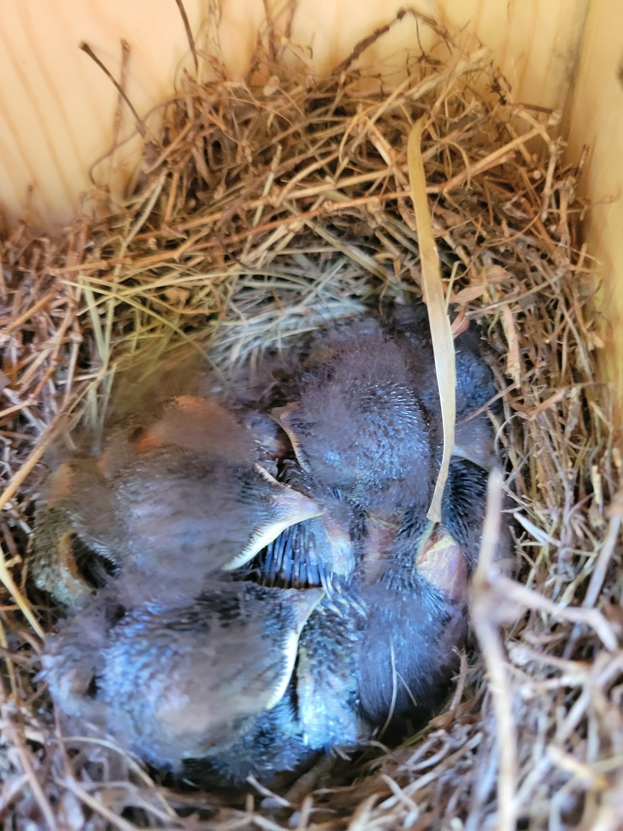 Eastern Bluebird - ML638428203