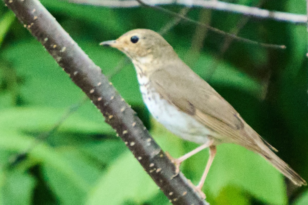 Swainson's Thrush - ML638428244