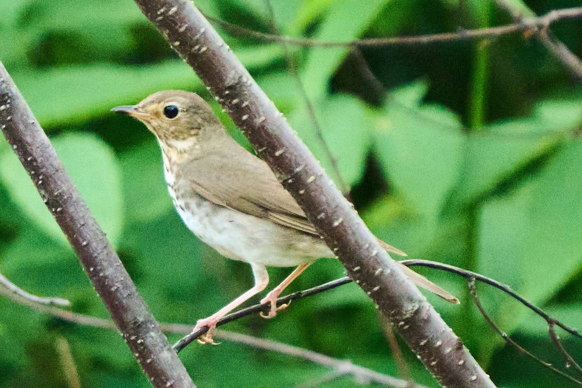 Swainson's Thrush - ML638428252