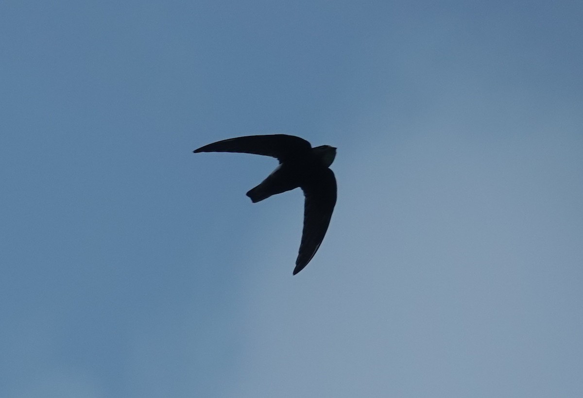 Little Swift - ML638428254