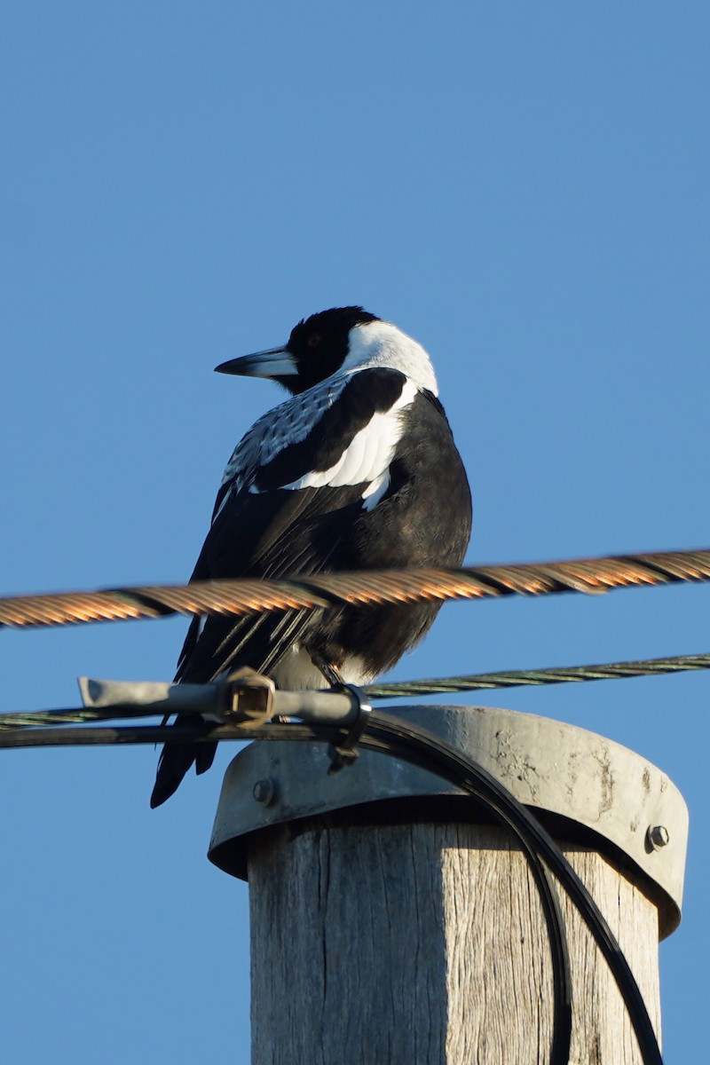 Australian Magpie (White-backed) - ML638428271