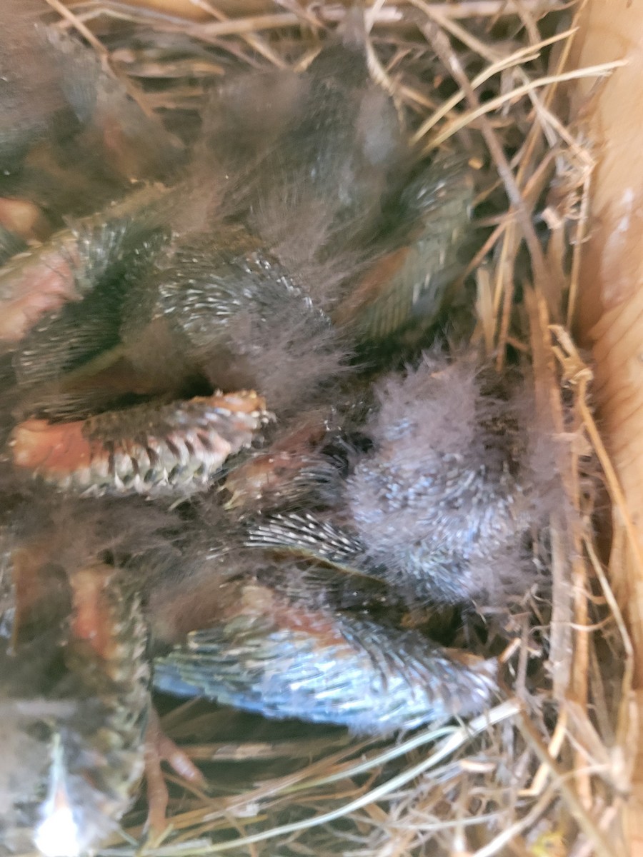 Eastern Bluebird - ML638428274