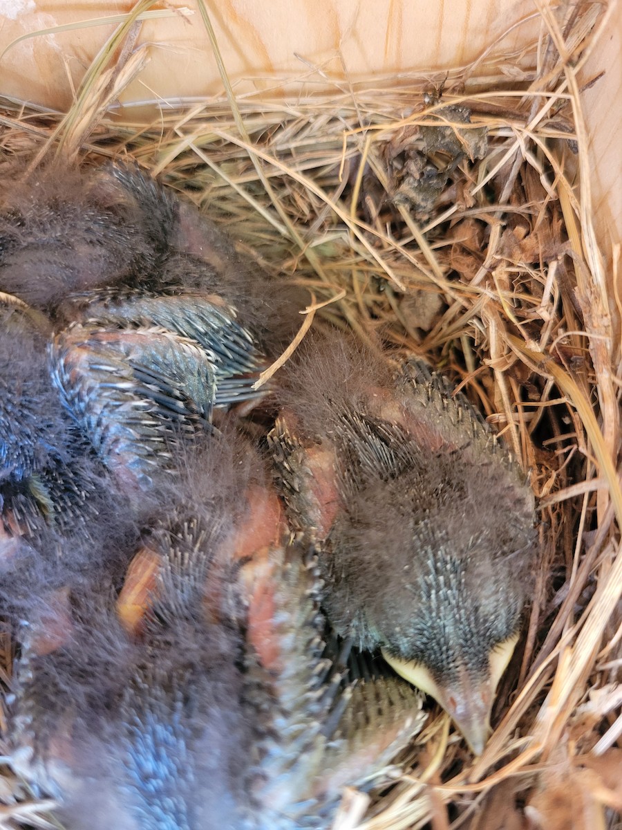 Eastern Bluebird - ML638428302