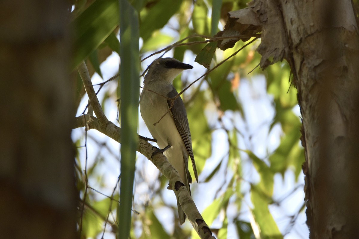 White-bellied Cuckooshrike - ML638428307