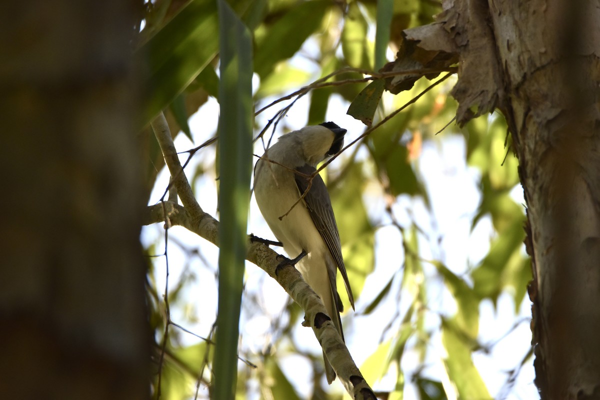 White-bellied Cuckooshrike - ML638428308