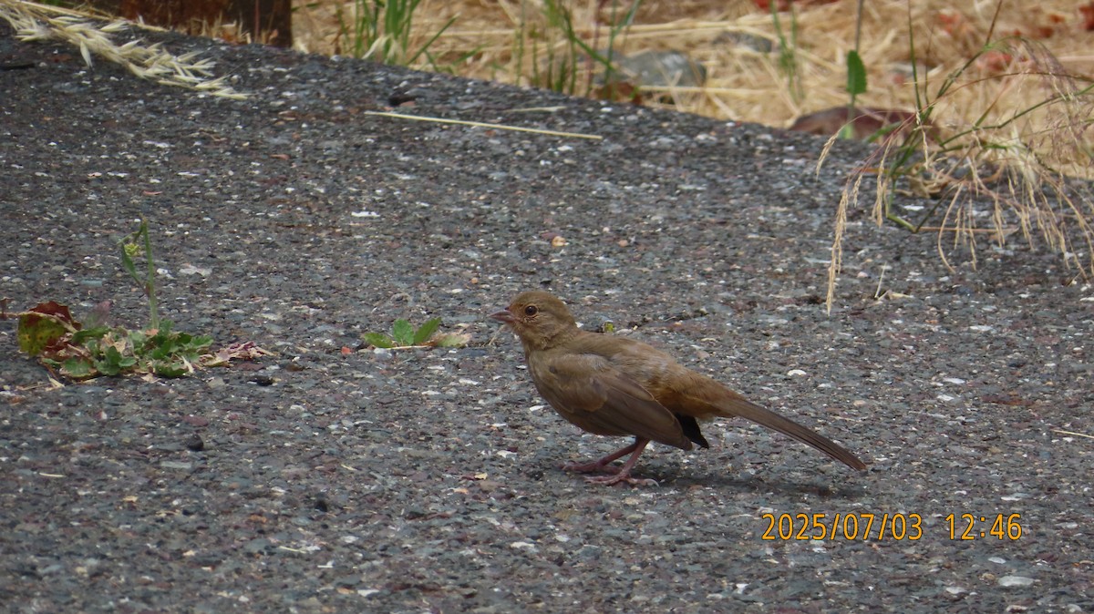 California Towhee - ML638428326