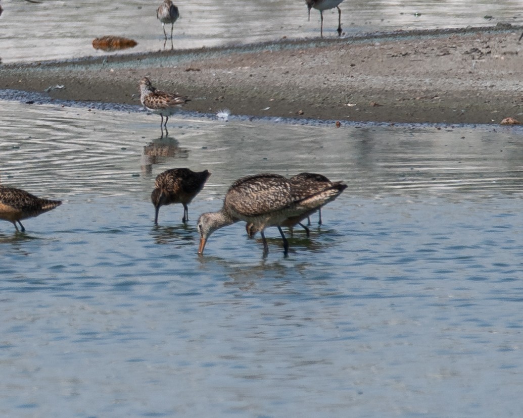 Marbled Godwit - ML638428364