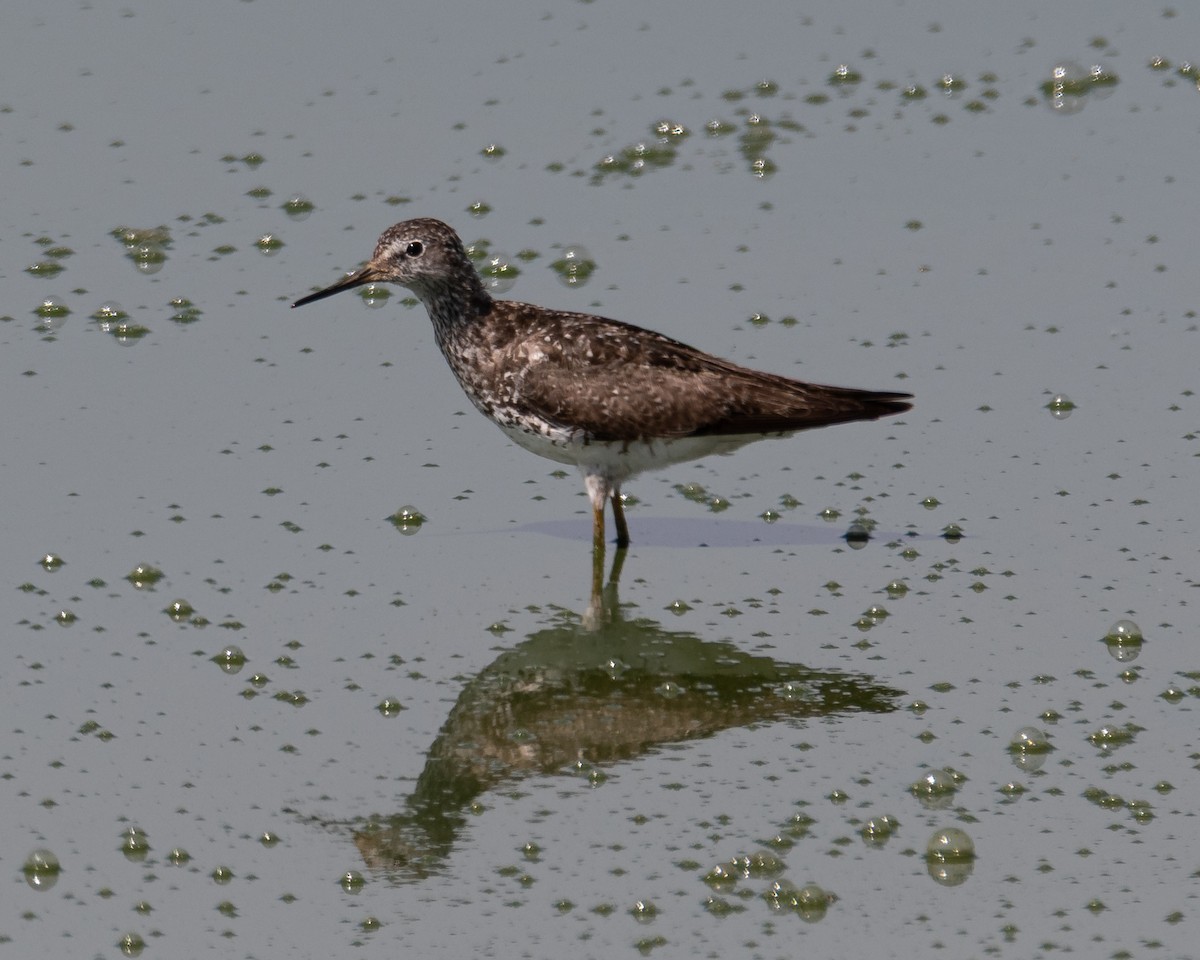 Lesser Yellowlegs - ML638428381