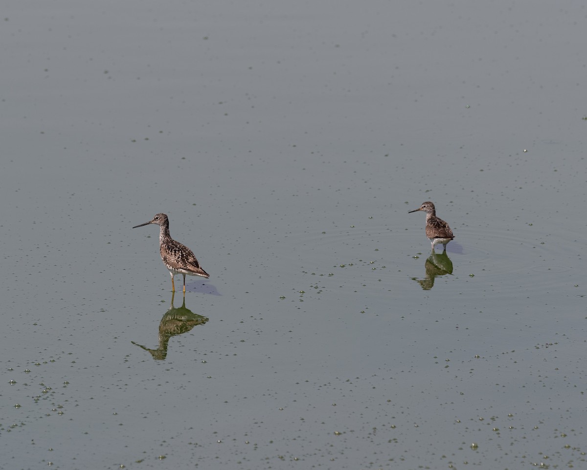 Lesser Yellowlegs - ML638428383