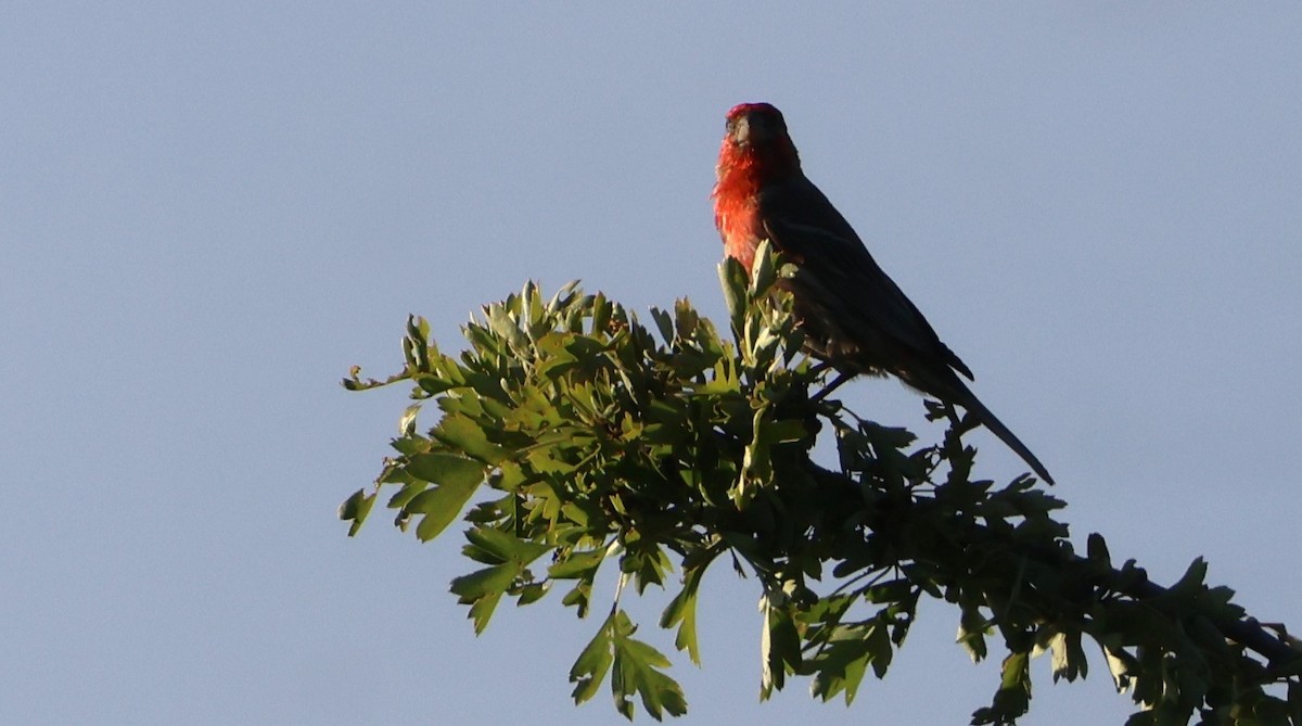 House Finch - ML638428388