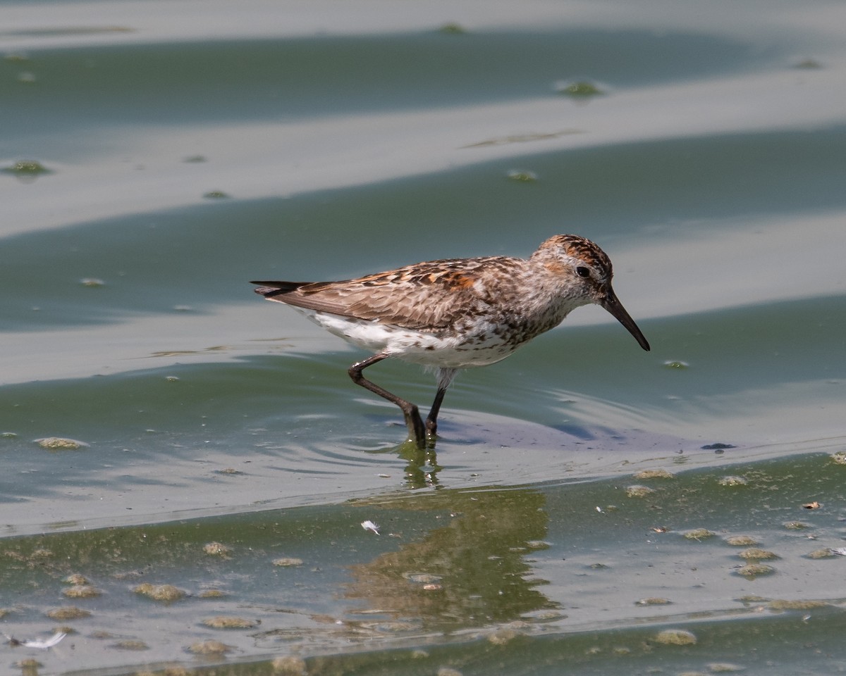 Western Sandpiper - ML638428393