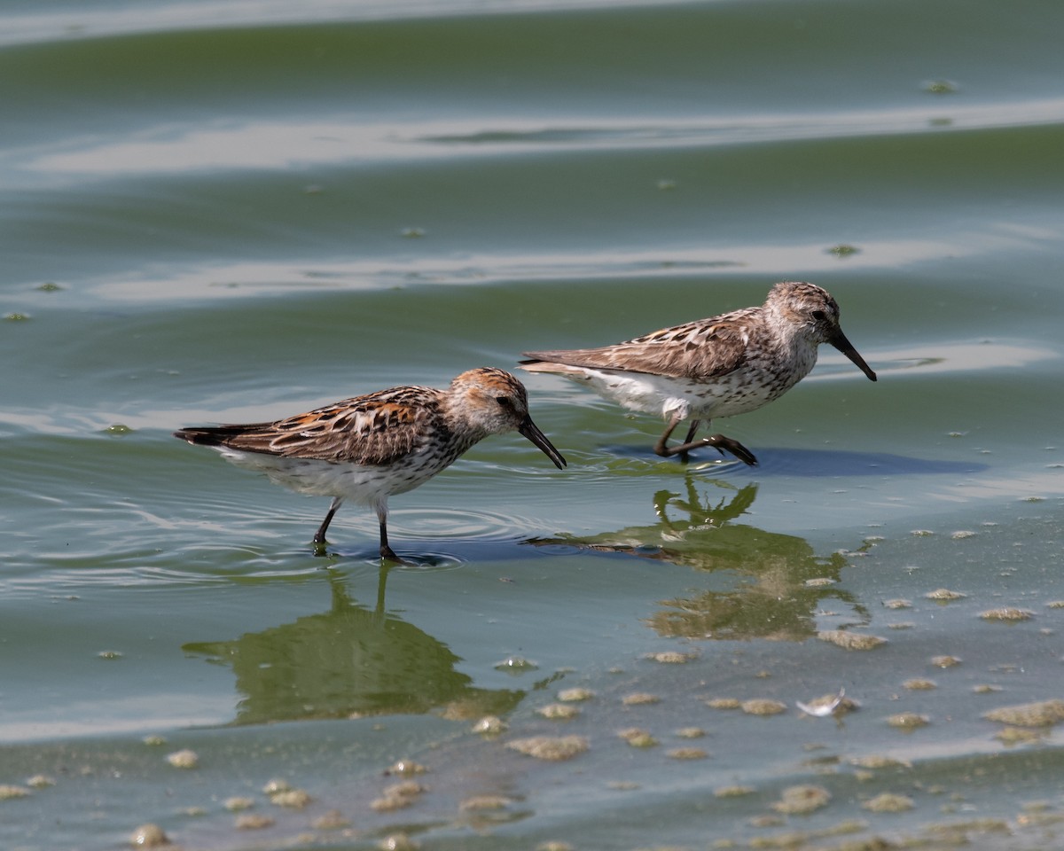 Western Sandpiper - ML638428394