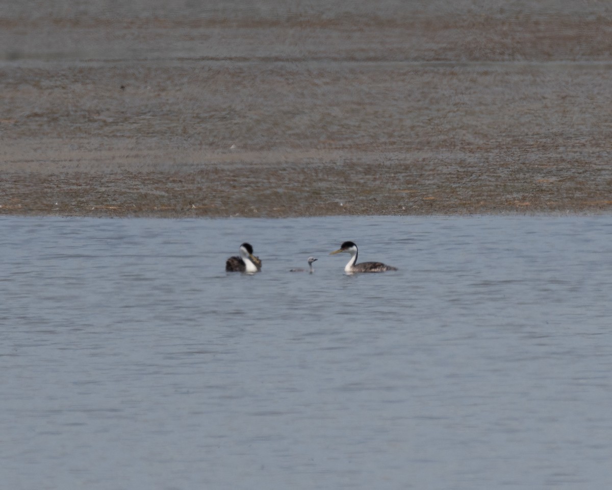 Western Grebe - ML638428396