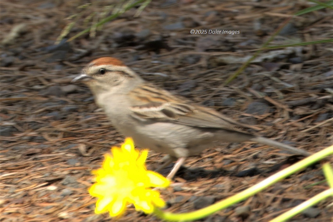 Chipping Sparrow - ML638428424