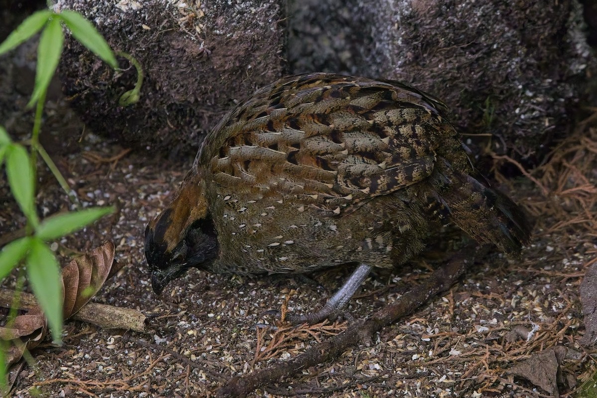 Black-fronted Wood-Quail - ML638428433