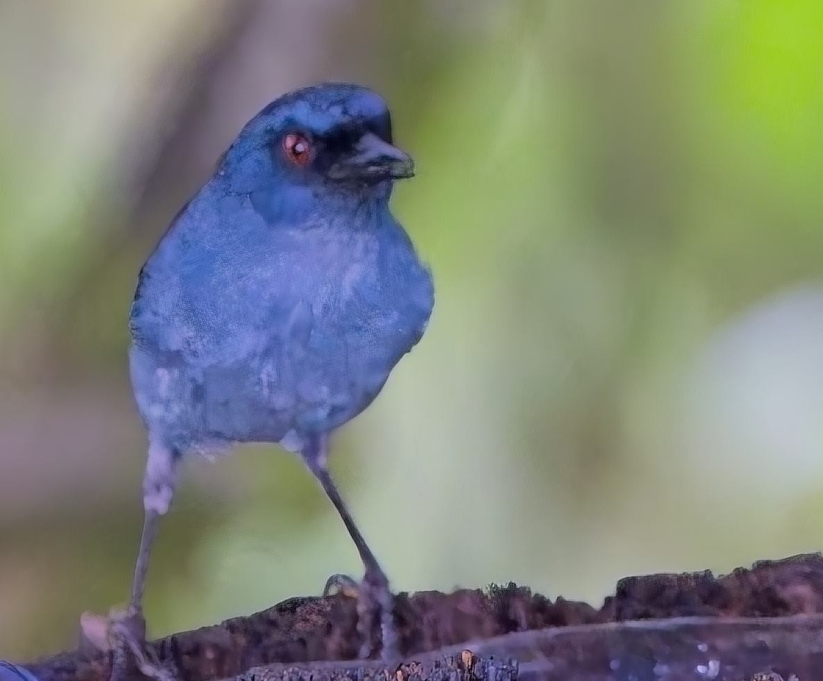 Bluish Flowerpiercer - ML638428440