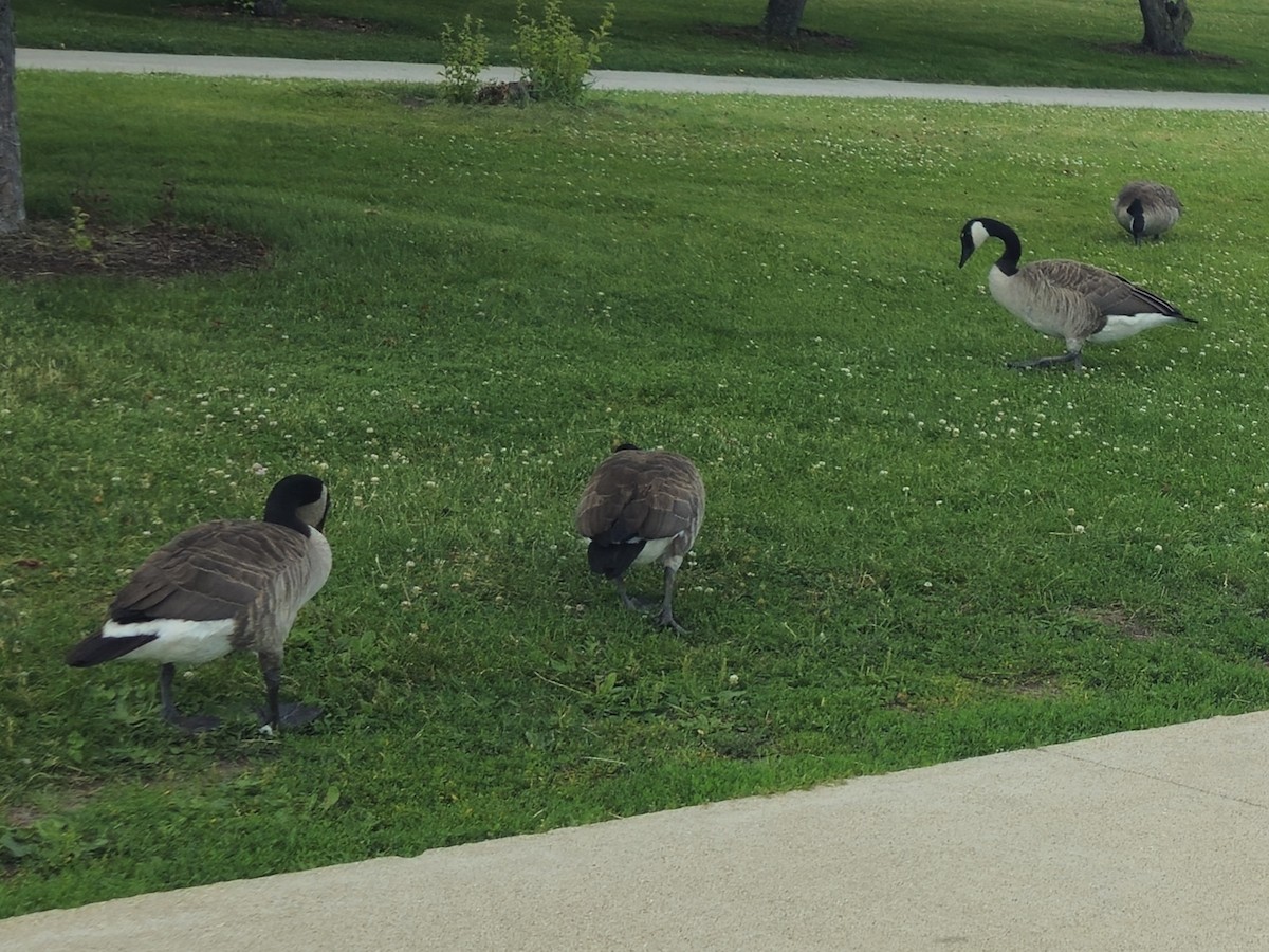 Canada Goose - ML638428442