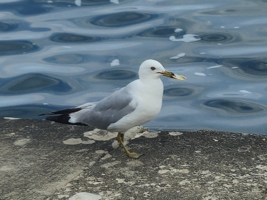 Ring-billed Gull - ML638428444