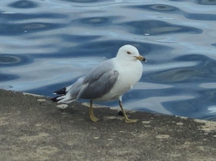 Ring-billed Gull - ML638428445