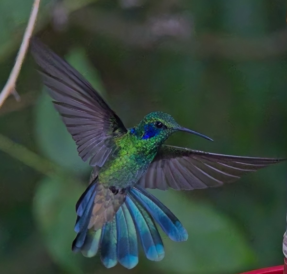Lesser Violetear (Andean) - ML638428454