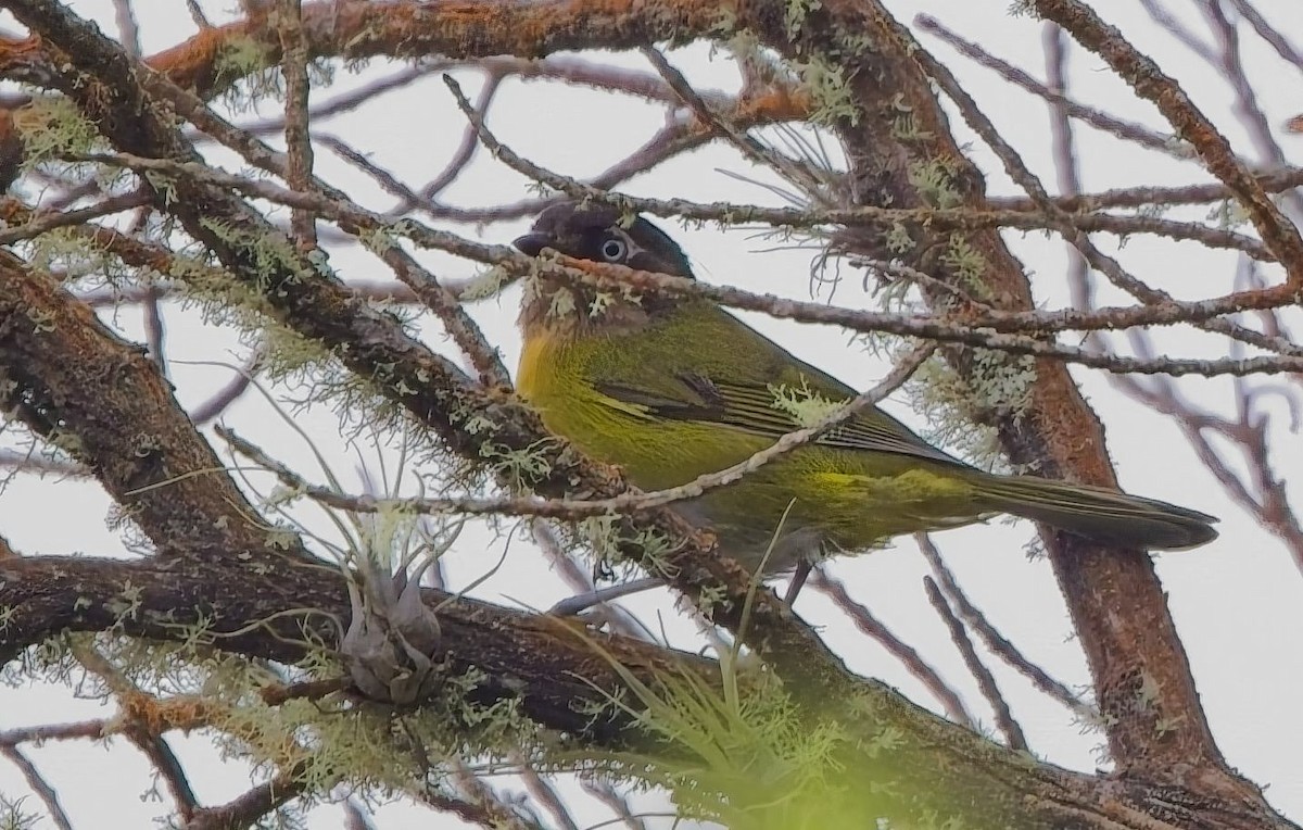 Common Chlorospingus (Venezuela) - ML638428459