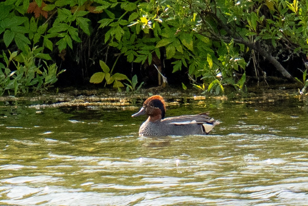 Green-winged Teal (Eurasian) - ML638428461