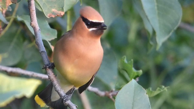 Cedar Waxwing - ML638428476