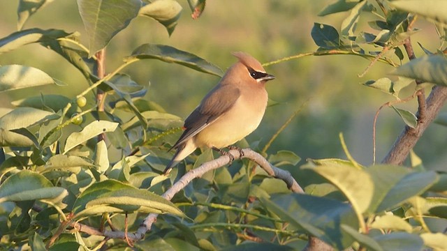 Cedar Waxwing - ML638428477