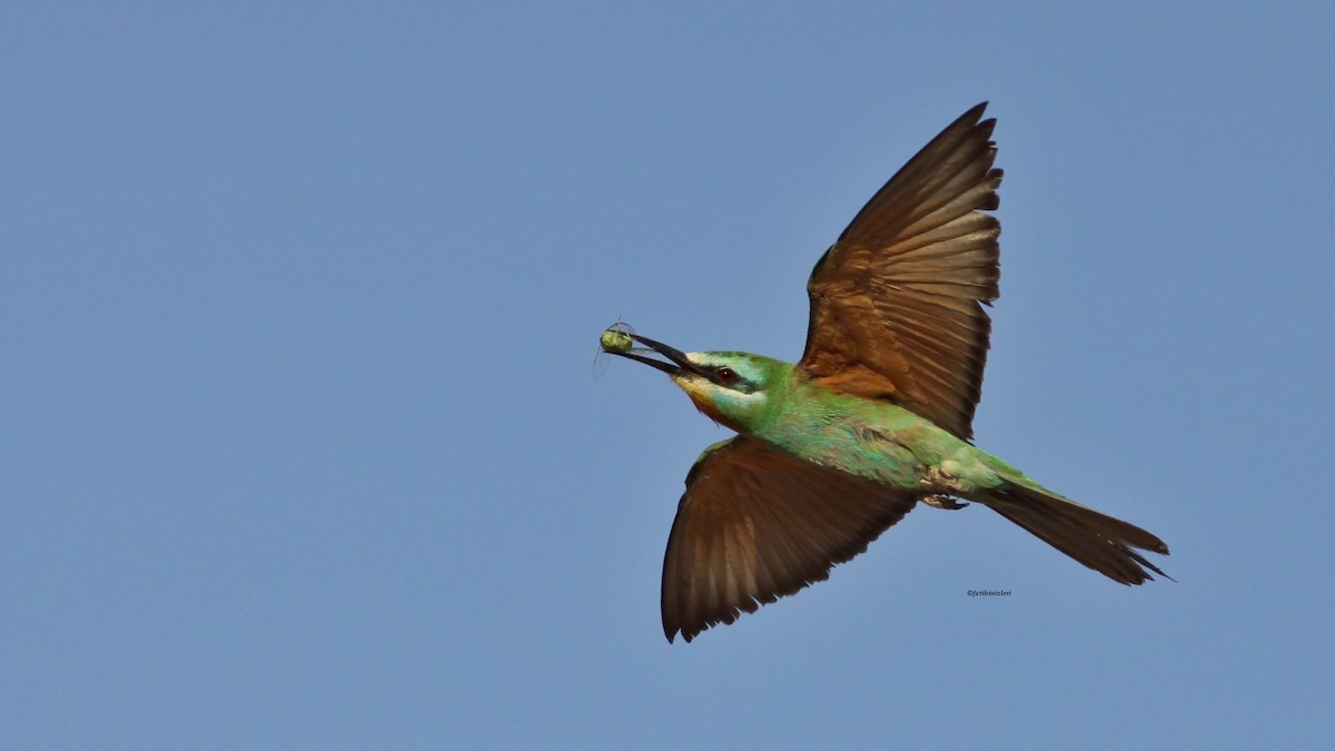 Blue-cheeked Bee-eater - ML638428486