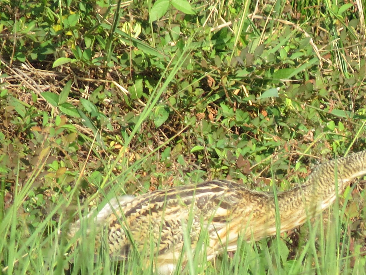 Pinnated Bittern - ML638428489
