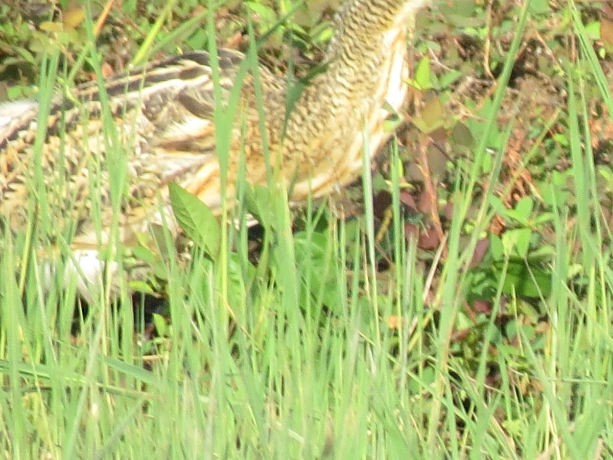 Pinnated Bittern - ML638428491