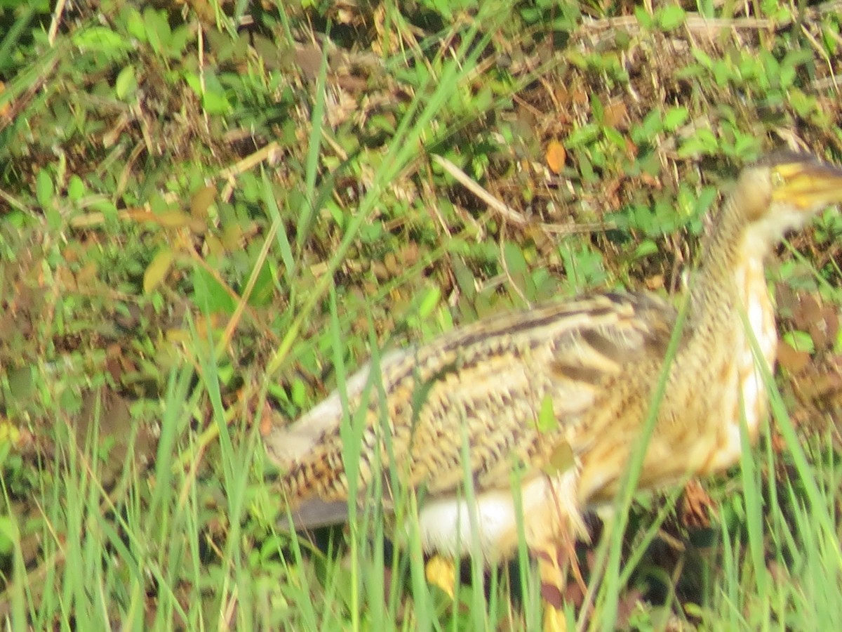 Pinnated Bittern - ML638428492