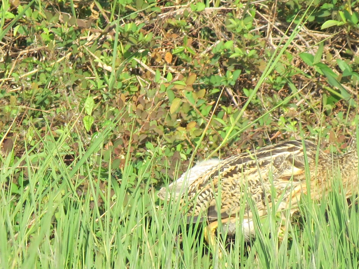 Pinnated Bittern - ML638428494