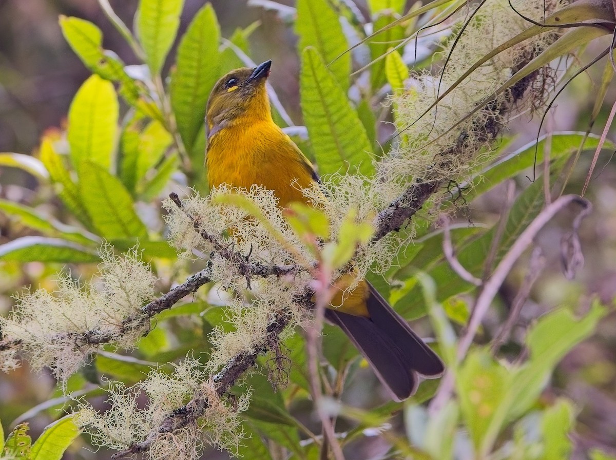 Lacrimose Mountain Tanager (Perija) - ML638428502