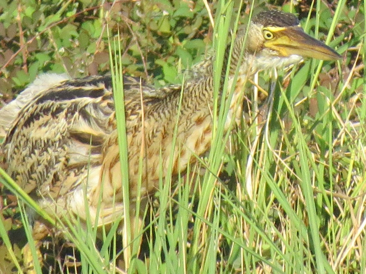 Pinnated Bittern - ML638428505