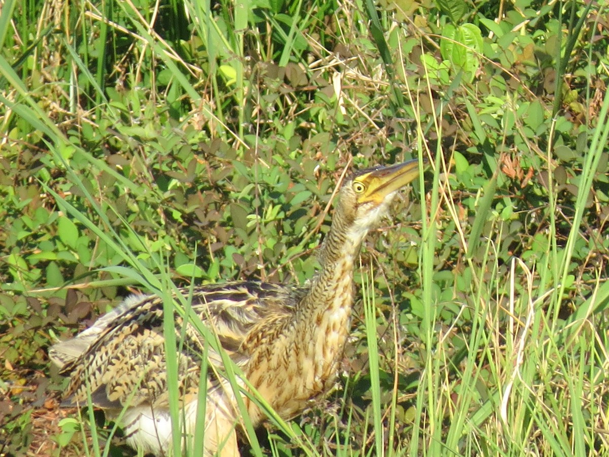 Pinnated Bittern - ML638428508