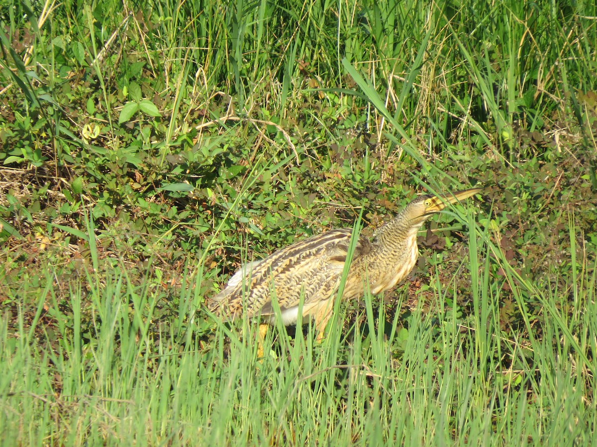Pinnated Bittern - ML638428509
