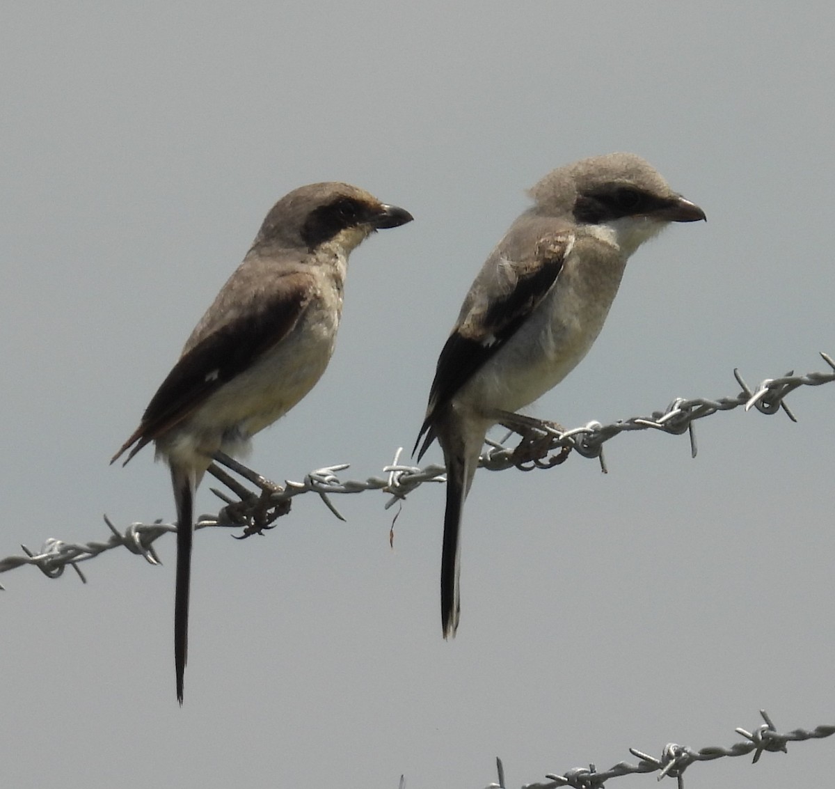 Loggerhead Shrike - ML638428570