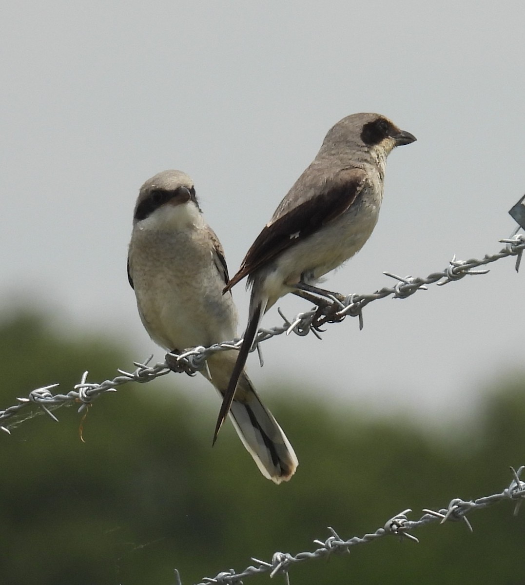 Loggerhead Shrike - ML638428572