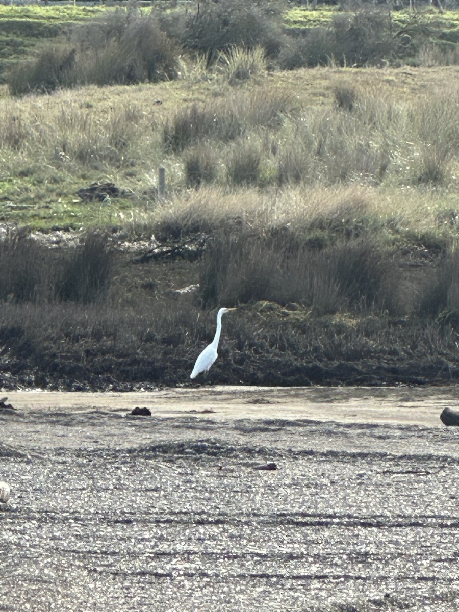 Great Egret - ML638428575