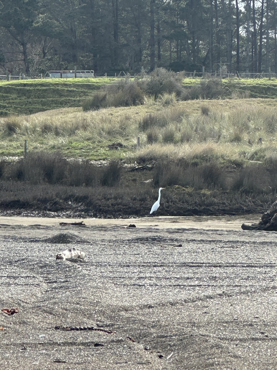 Great Egret - ML638428576