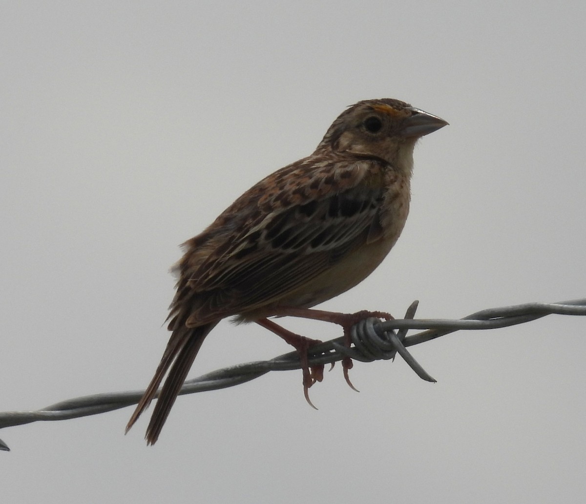 Grasshopper Sparrow - ML638428578