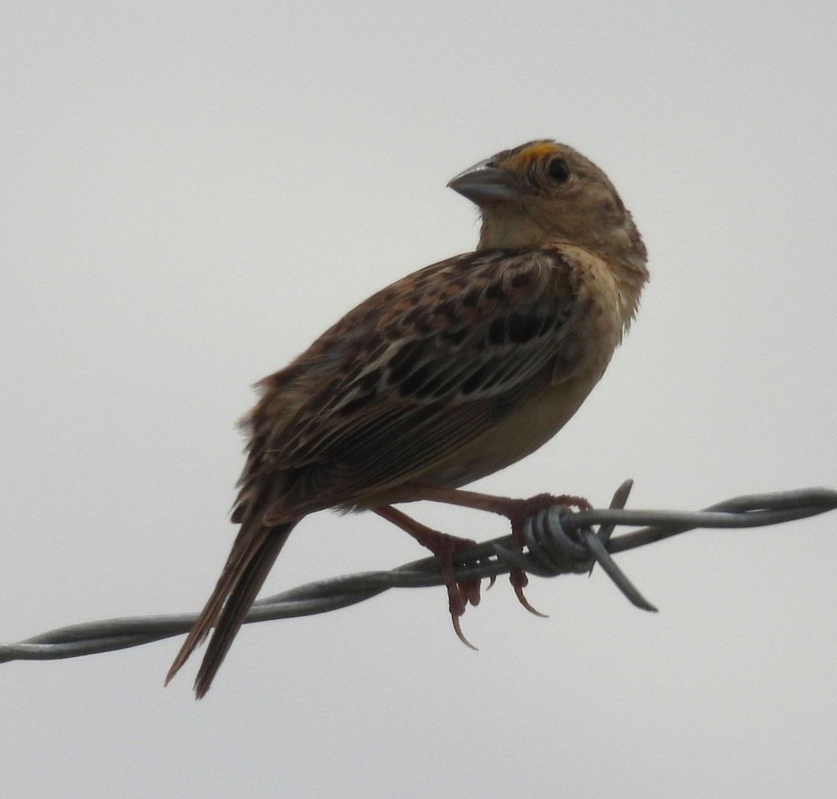 Grasshopper Sparrow - ML638428590
